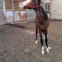 کره مادیون ۱سال نیم|اسب و تجهیزات اسب‌سواری|مشهد, ملک‌آباد|دیوار