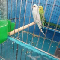 مرغ عشق،باتخم،وجوجه