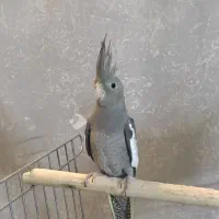 جوجه عروس/عروس هلندی/سینامی