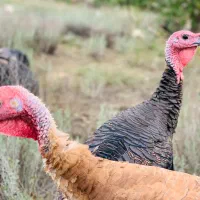 بوقلمون کاملا طبیعی|حیوانات مزرعه|انگوت, |دیوار