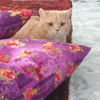 گربه بریتیش اسکاتیش|گربه|آذرشهر, |دیوار