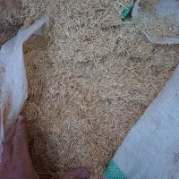 کاه گندم ریز دیمی|لوازم جانبی حیوانات|ضیاء آباد, |دیوار
