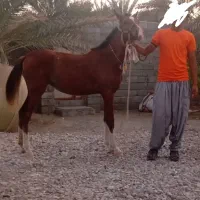 کره اسب مادیون