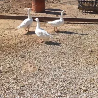 دو عدد غاز در دهاقان