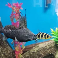 آکواریوم ماهی گوشتخوار چانا کت فیش