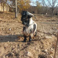 بزغاله|حیوانات مزرعه|لنجان, |دیوار