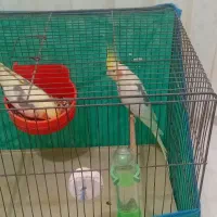 عروس هلندی|پرنده|رشت, کوی امام رضا|دیوار