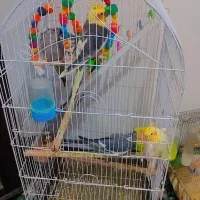 عروس هلندی|پرنده|مشهد, مقدم|دیوار