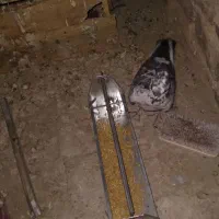 کفترماده جوان|پرنده|شاهدشهر, |دیوار