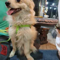 سگ بنام کوکو گم شه