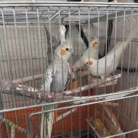 فروش ۹ عدد عروس هلندی|پرنده|شاهینشهر, شهرک ردانی پور|دیوار