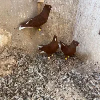 کبوترسرخ دم سفید|پرنده|اقبالیه, |دیوار