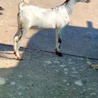 بز داشت|حیوانات مزرعه|جم, |دیوار