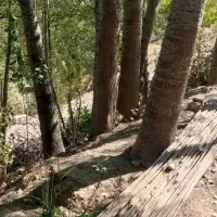 درخت کبوده|گل و گیاه طبیعی|فلارد, |دیوار