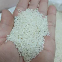 برنج هاشمی و نیمدانه هاشمی|خوردنی و آشامیدنی|رشت, پیرکلاچای|دیوار