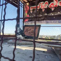 کفتر