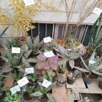 گل وگیاه نصف قیمت بازار