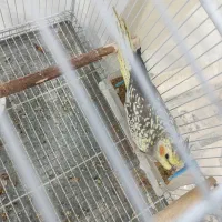 عروس هلندی ماده بالغ|پرنده|سبزوار, فیاض|دیوار