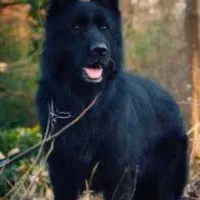 سزار واگذار می‌شود ژرمن بلک