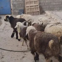 بره