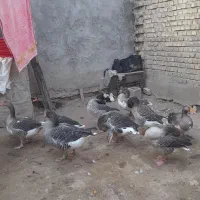 ۹عدد غاز سالم وتخم گذار|حیوانات مزرعه|سوسنگرد, |دیوار