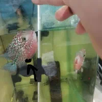 فلاور وارداتی کامفا و رد دراگون بیگ هد|ماهی|تهران, مولوی|دیوار