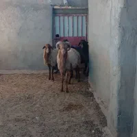 قوچ جوان چهار دندان به شرط برای نگه داری خوبه|حیوانات مزرعه|تربت جام, جامرود|دیوار