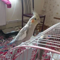 یک جفت عروش هلندی  نر وماده  آماده تخم کذاری