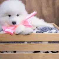 سگ سامویید|سگ|تهران, شهرک آزمایش|دیوار