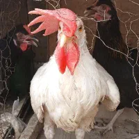 3 عدد مرغ رسمی  تخمگذار جوان 7 ماه  و خروس 5 ماه|حیوانات مزرعه|قم, زنبیل آباد|دیوار