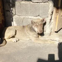 توله ماده پژدر اصیل