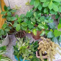 انواع گلهای آپارتمانی رنگارنگ سرحال