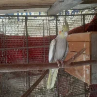 عروس هلندی مرواریدی ماده|پرنده|درگهان, |دیوار