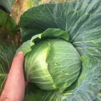 کلم برا گاوداری تحویل|خوردنی و آشامیدنی|اصفهان, جلفا|دیوار