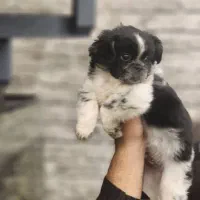 فروش سگ پیکینیز امپریال فلت