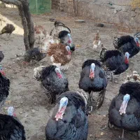 گوشتی|حیوانات مزرعه|مشگین شهر, |دیوار