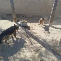 سگ ژرمن اصیل