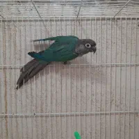 گرینچیک تراکوییس نرمال نر و یک جفت آناناسی