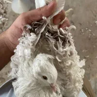 به بالاترین قیمت پیشنهادی فروخته میشود