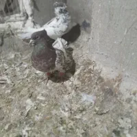 باسلام فروش کبوتر کله سرخ۶۰۰تومان|پرنده|اصفهان, الهیه|دیوار