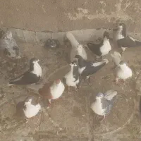 کفتر فروشی|پرنده|سلامی, |دیوار