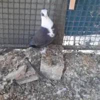 کفتر مخمل و ابلغ|پرنده|شیراز, گل سرخ|دیوار