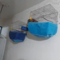 قفس مرغ عشق