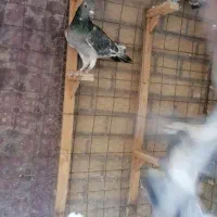 کبوتر   درهم|پرنده|مشهد, شهرک صنعتی توس|دیوار