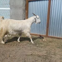 گوسفند|حیوانات مزرعه|بیرجند, |دیوار