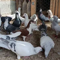 تعدادی جوجه و نر همه قلدر