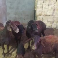 میش|حیوانات مزرعه|نهاوند, |دیوار