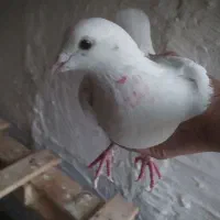 کبوتر|پرنده|بازرگان, |دیوار