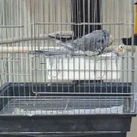 عروس هلندی جفت مولد ضمانتی|پرنده|آشتیان, |دیوار