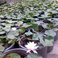 فروش نیلوفر آبی و گیاهان آبزی|گل و گیاه طبیعی|رامسر, |دیوار